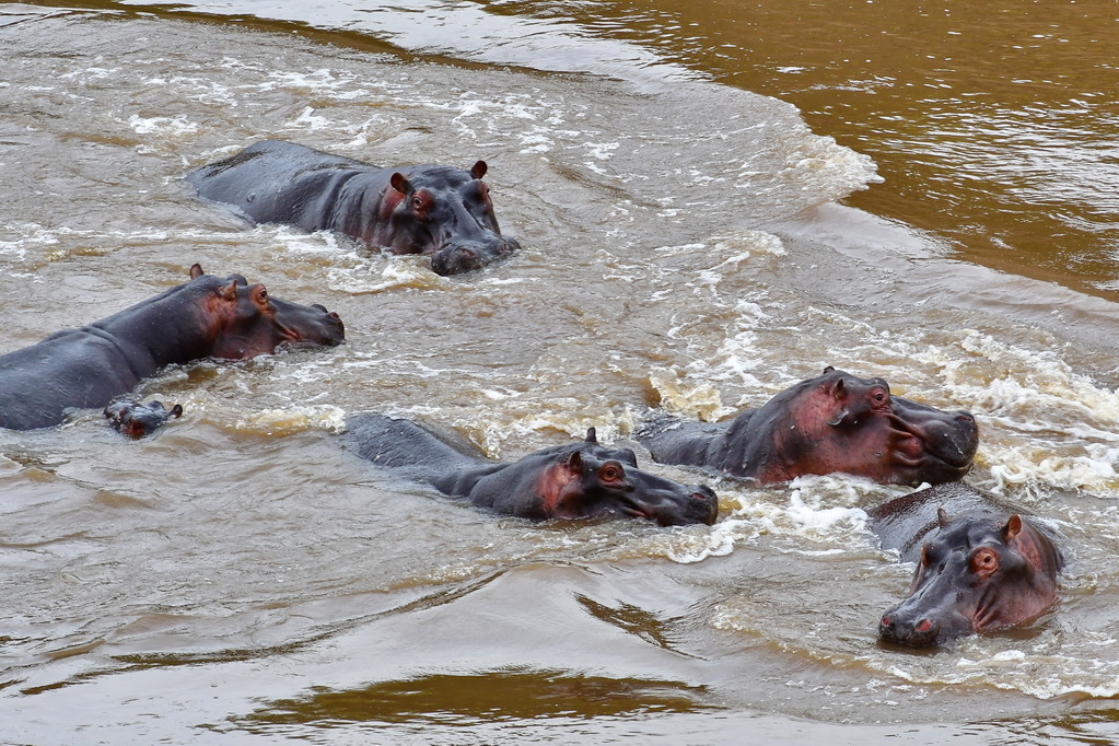Masai Mara Nat. Reserve
